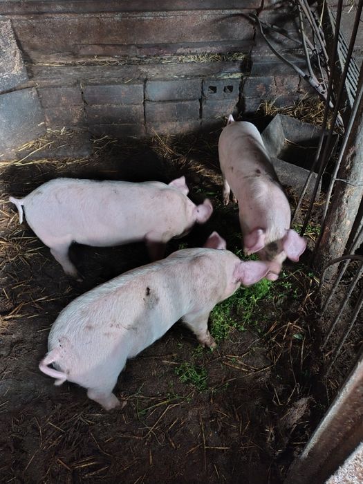 Продавам 2 мъжки прасенца