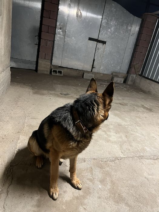 Немецкая овчарка для вязки