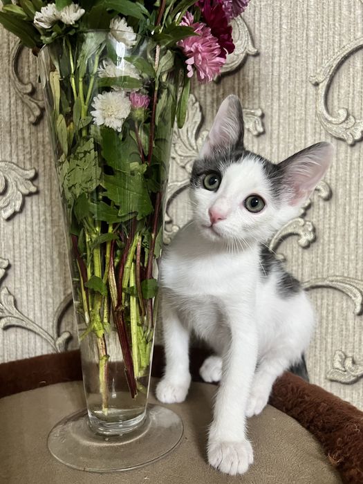 В добрые руки котята