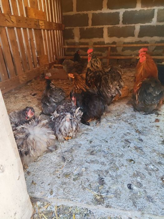 Гъски, патици и мини кохин