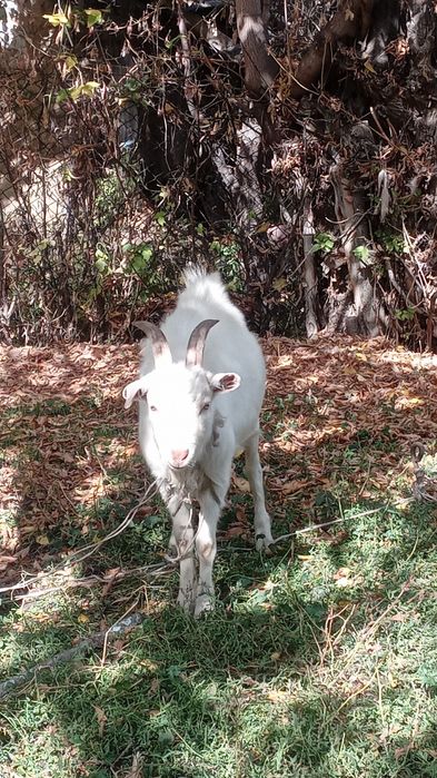 Теке породисти,сауын ешкинин текеси