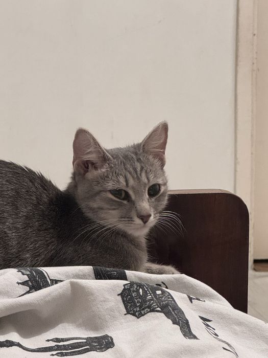 Отдам котёнка бесплатно!