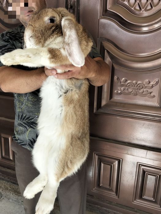 Гиганд  французский баран кролик д