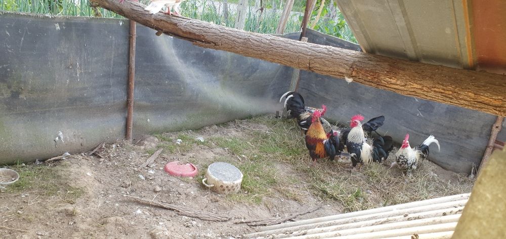 Vând rate mute, rățoi, 1 rata muta cu 15 boboci de 3 zile, cocoși iopani, porumbei