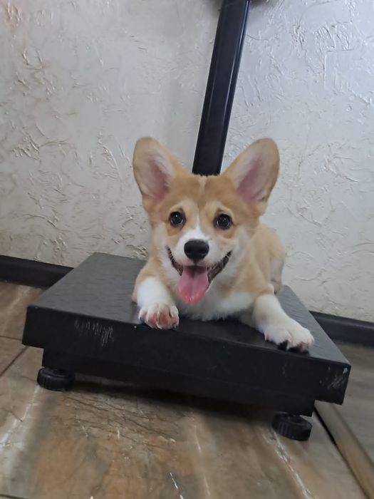 Продам щенят вельш корги пемброк