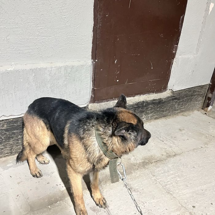 Овчарка сатылады