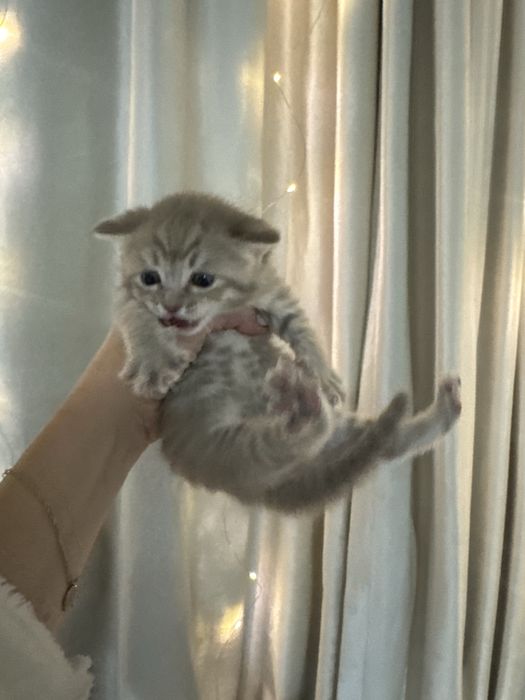 Шотланский вислоухий