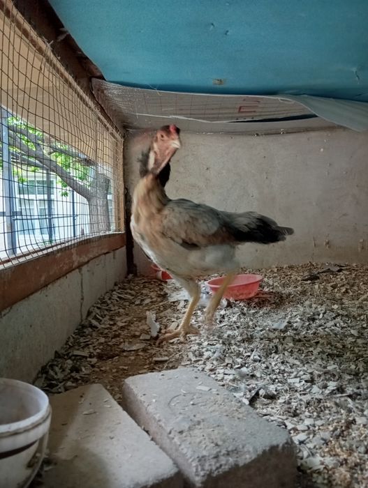 Dakan tovuq zoti kares