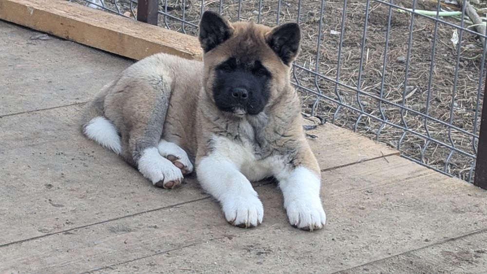 Mascul Akita American - linie de sânge premium