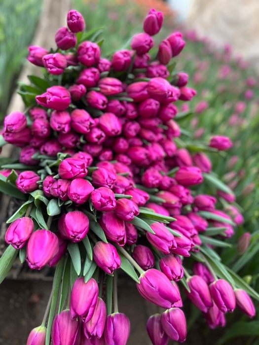 Тюльпаны цветы луковицы