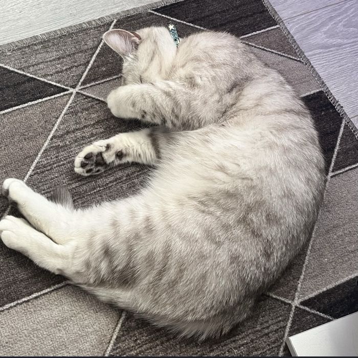 Кошка