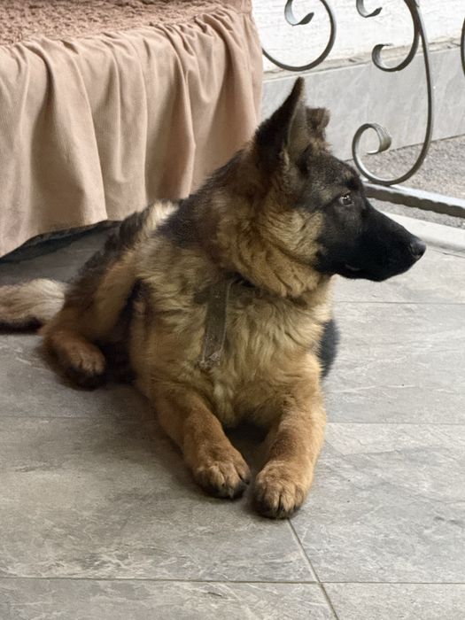 немецкая овчарка