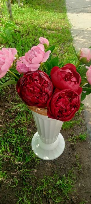 Продам срезку пионов