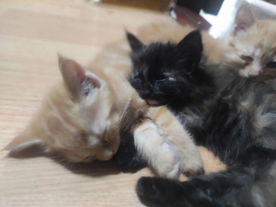 Котята домашние продам срочно
