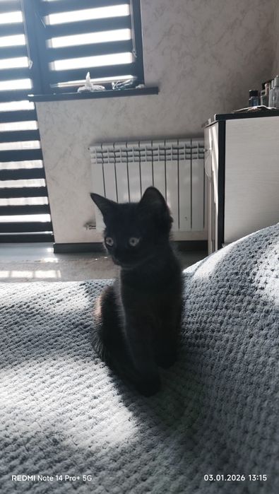 Котенок 2 месеца