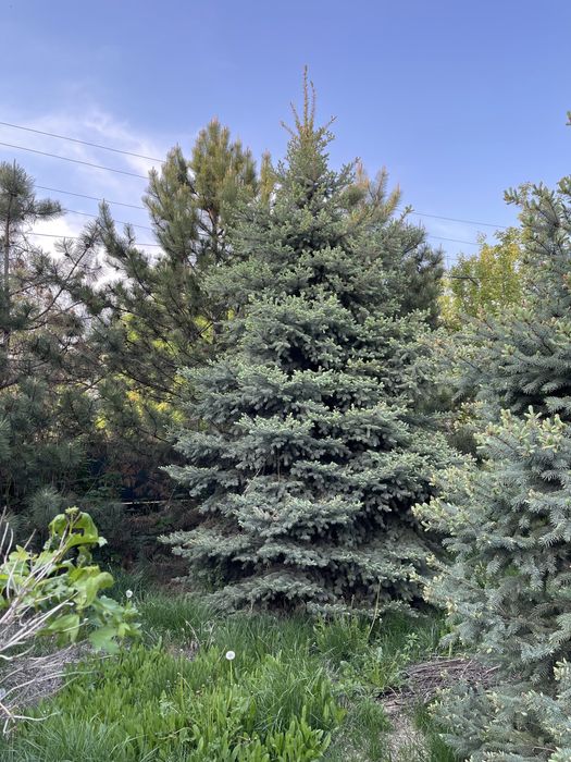 Голубая Ель