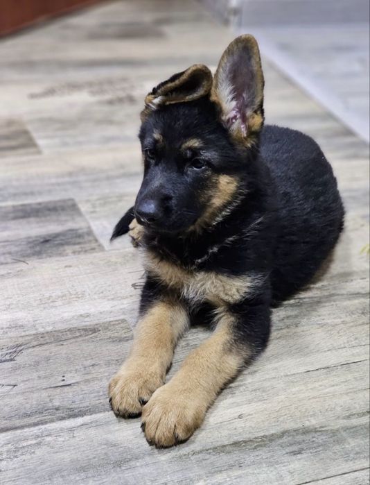 Предлагаются к продаже щенки