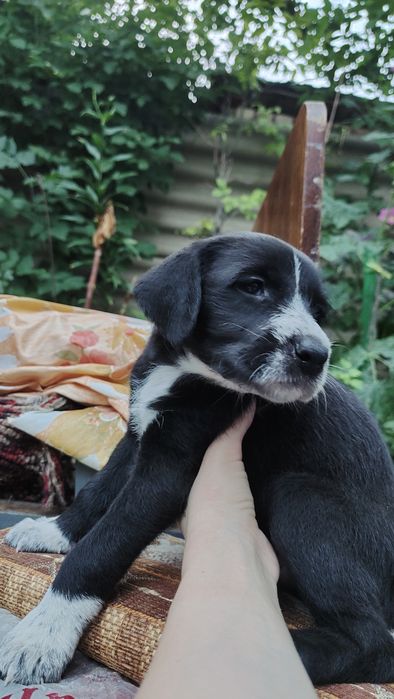 Девочка, 1,5 месяца, помесь Дратхаара с Алабай+Лайка.