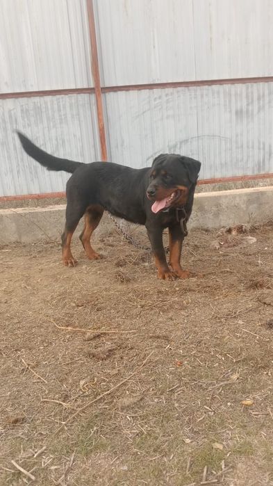 Ротвейлер сатылады