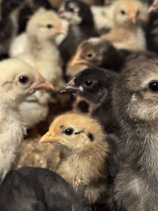 Инкубационные яица домашние