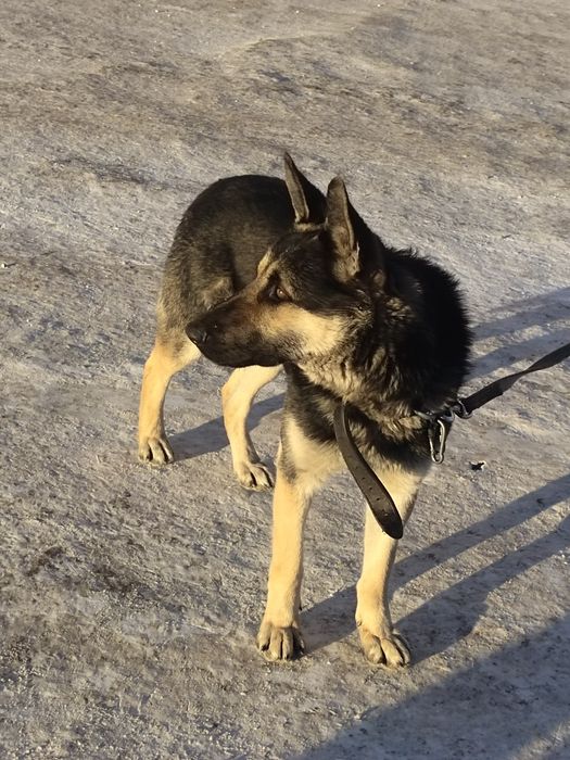 Вязка ВЕО 3 года