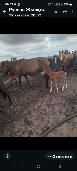 Продам кобыла лошадь жеребёнок құлынды бие сатамын