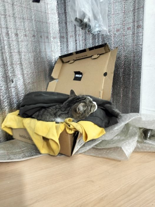 Кошка сто-шка ищет дом