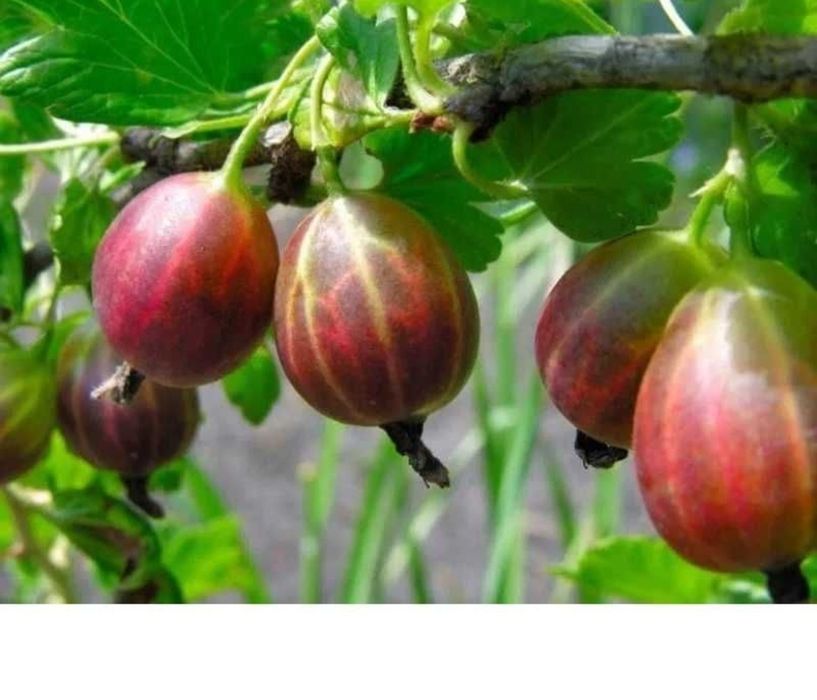 Vând agriș Captivator anul 3