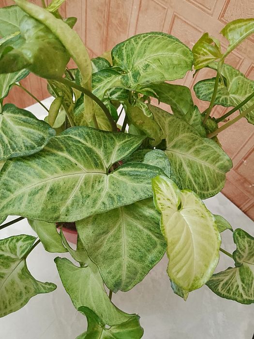 Продаю цветок сингониум Батерфляй