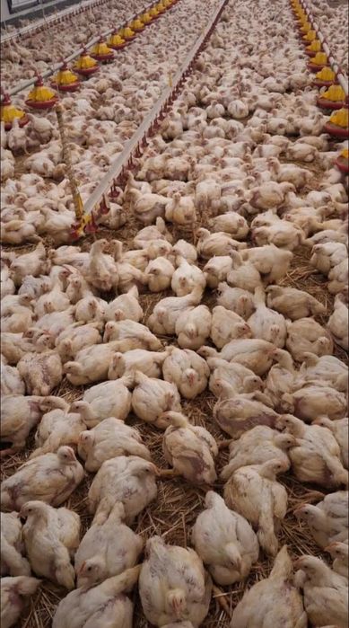 Pui alb de carne pui rasa mixta