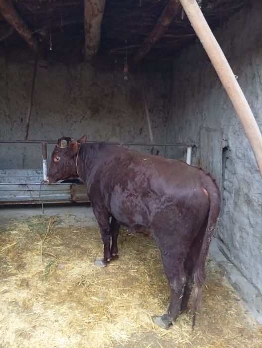 Buqa sotiladi narxni kelishamiz