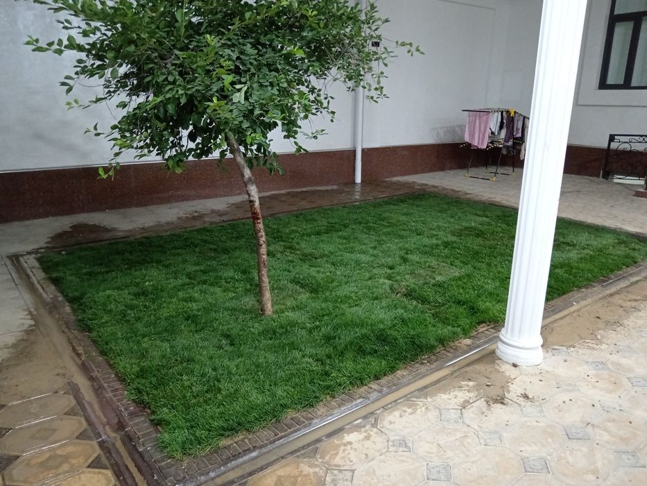 urug' sepish gazon yotqizish va uni parvarish qilish