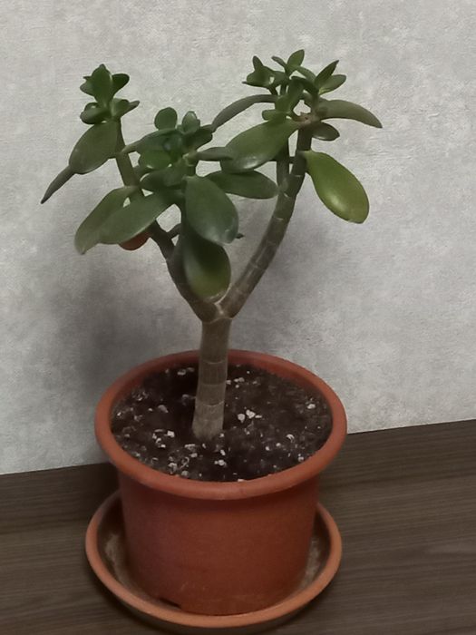 Продам домашние цветы: денежное дерево