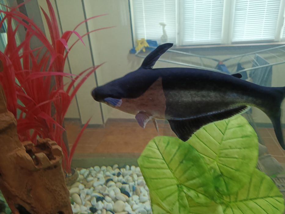 Рыба акула акварюмная