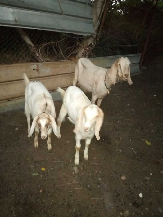 Продавам англо-нубийски пръчове и кози