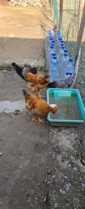 Xonaki tovuqlar sotiladi