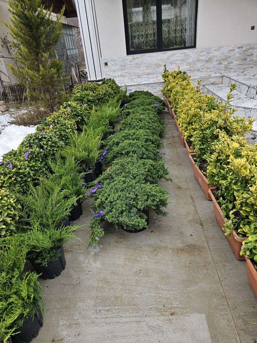 Catalpa leylandi maslin phoetinia