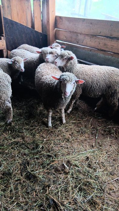 Vand mielute ill de france