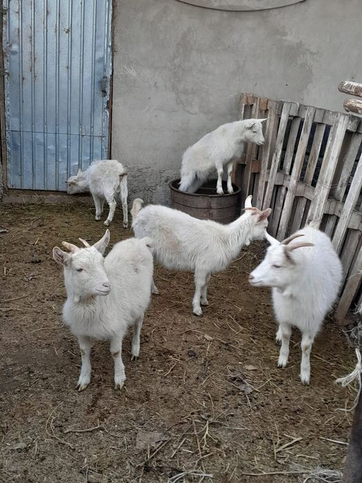 Ұрғашы тушалар сатылады