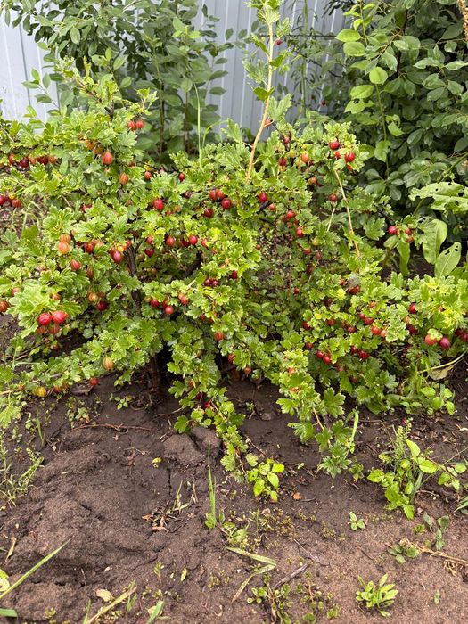 Дача СО " Геолог"