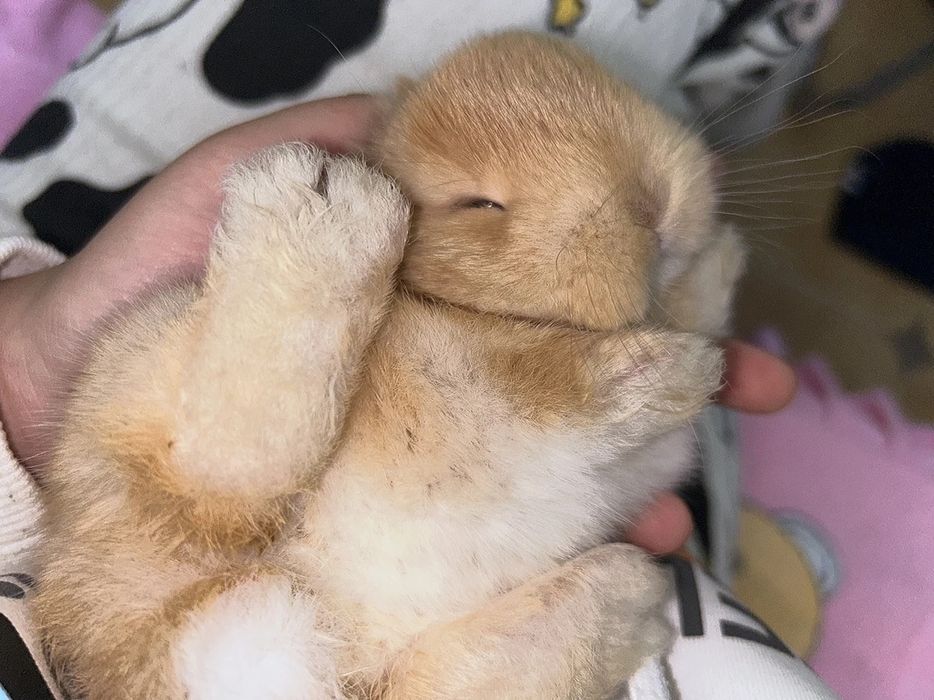 Oddiy sovg‘alardan charchadingizmi?