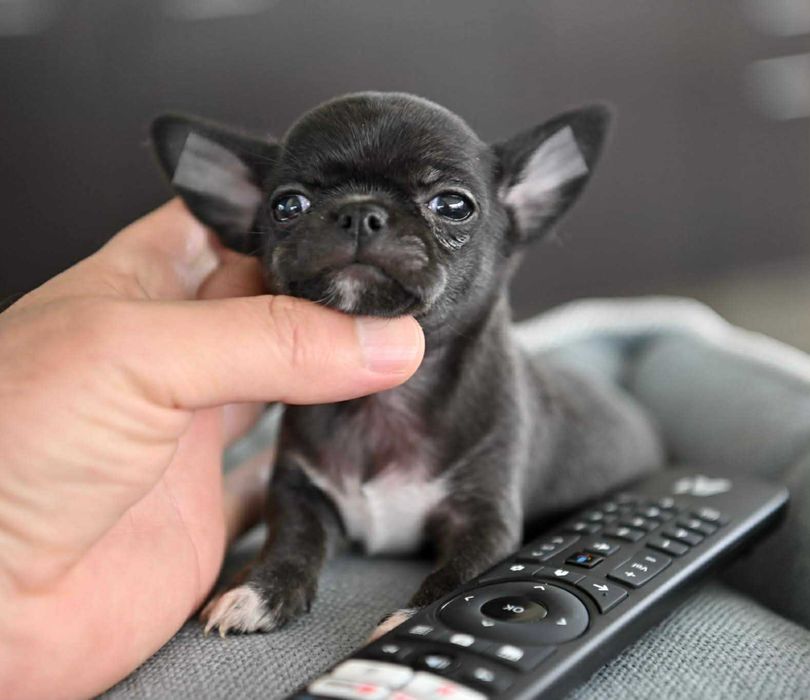 Мъжко мини чихуахуа