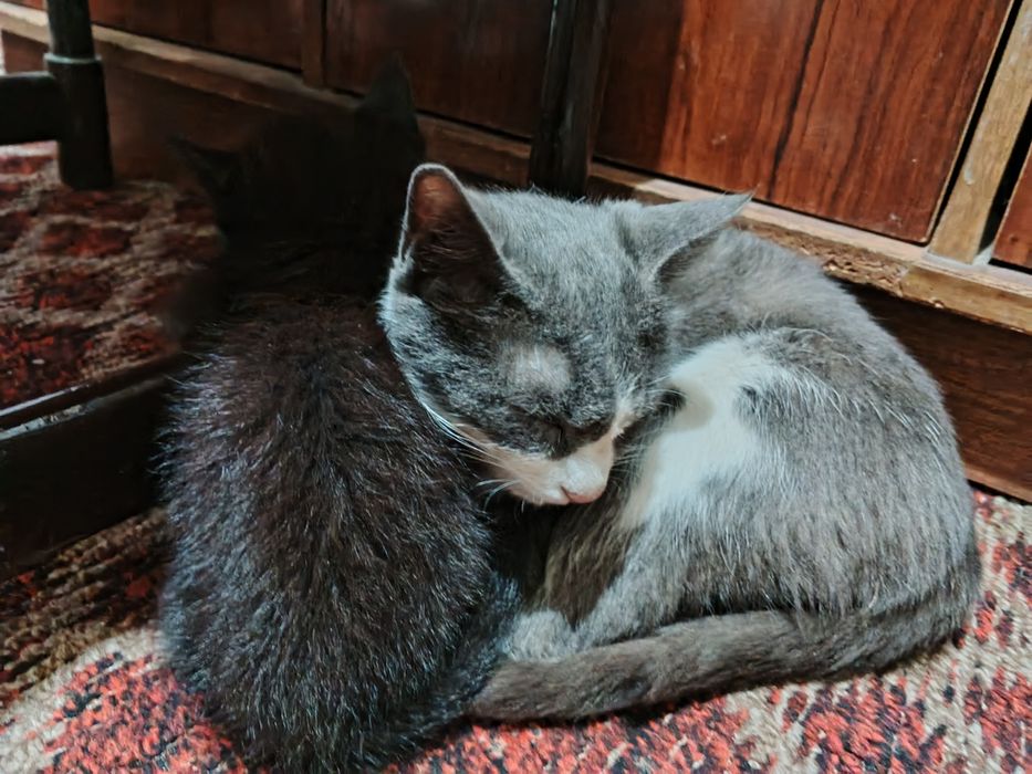 Котенок словно ночное небо. Полтора месячныая девочка. Не капризная