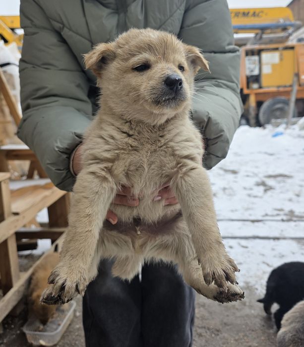 Щенки бесплатно в добрые руки!
