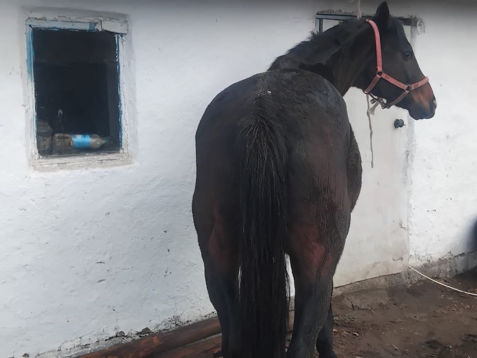 Таза қанды айғыр сатылады