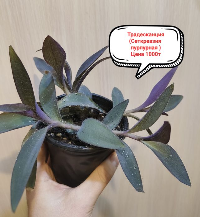 Продам комнатные цветы