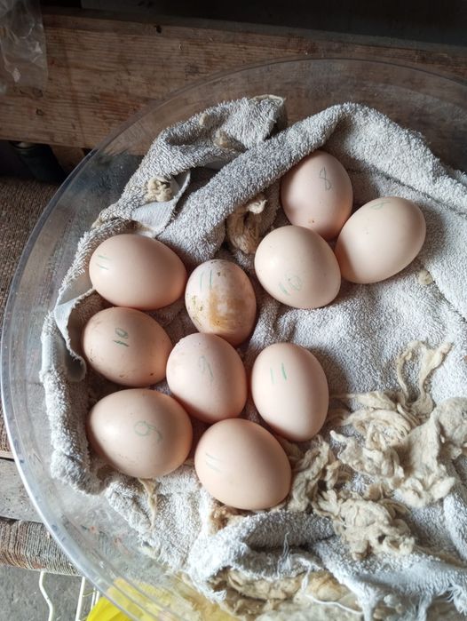 Яйцо байцовые за 2500тг