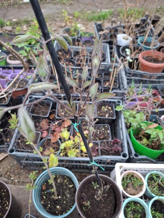 Пионы древовидные,травенистые,клематисы