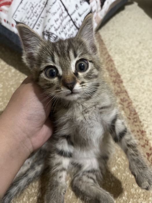 Котенок мальчик в хорошие руки