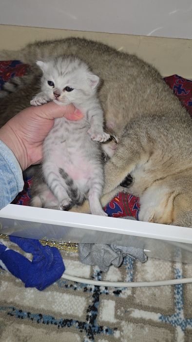 Бронь очилди Табби шиншилла мальчик